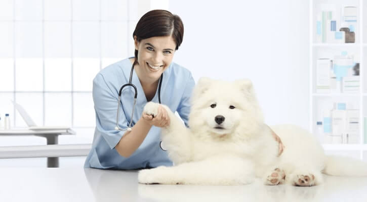 DVC-Canine-Preventative-Care